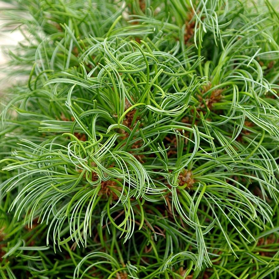 Pinus strobus Green Twist