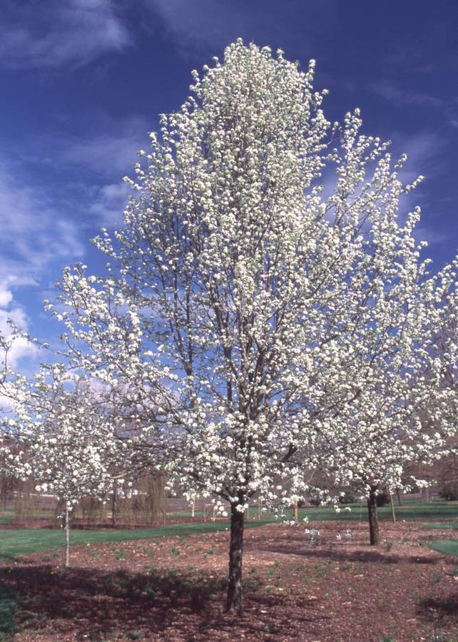 Pyrus calleryana Trinity