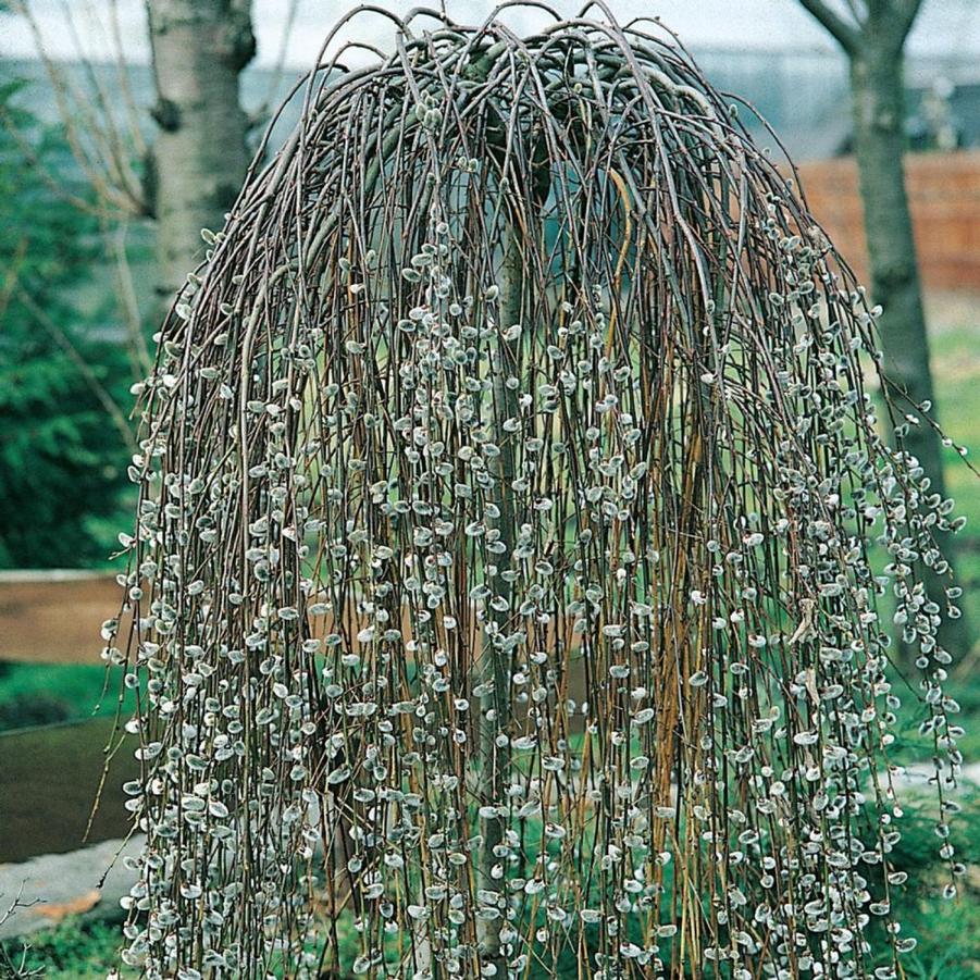 Salix caprea Pendula