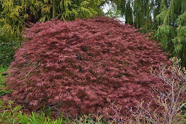 Acer palmatum Garnet