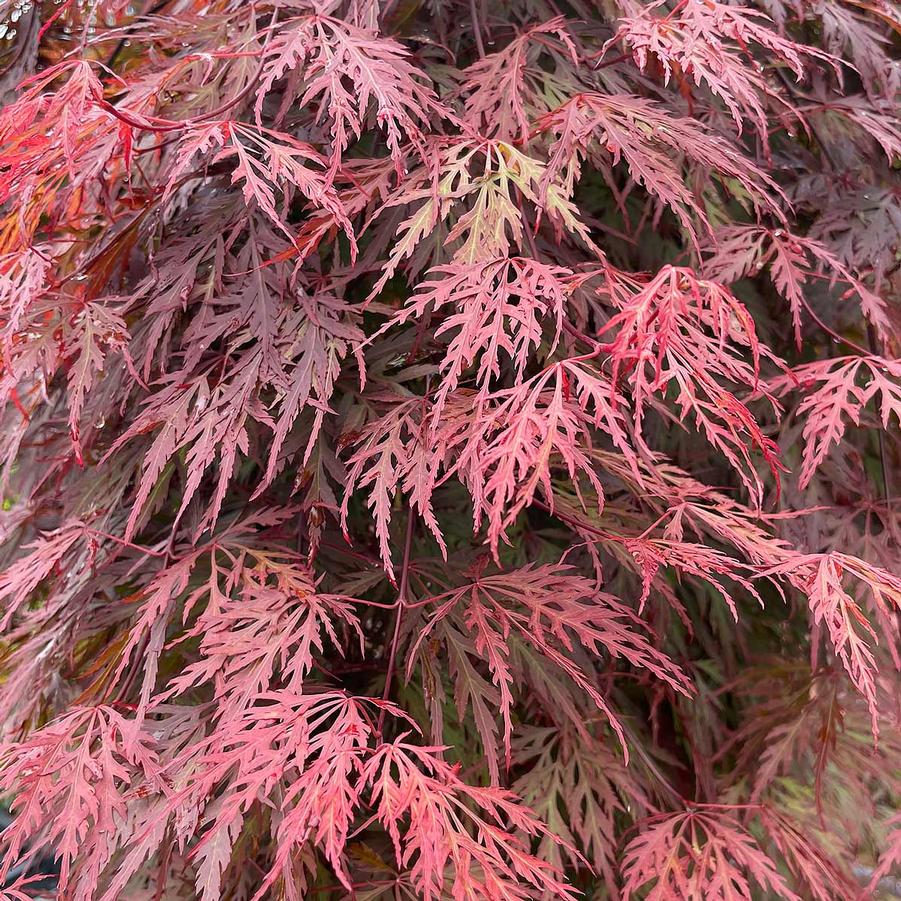 Acer palmatum Orangeola
