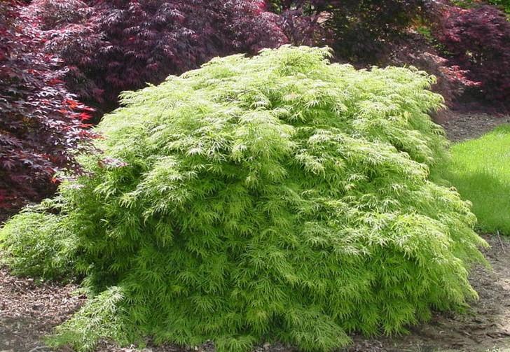 Acer palmatum Viridis