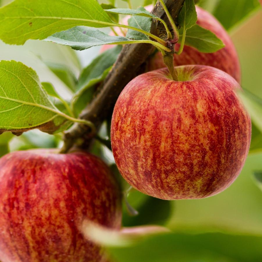 Apple Semi-Dwarf Royal Gala