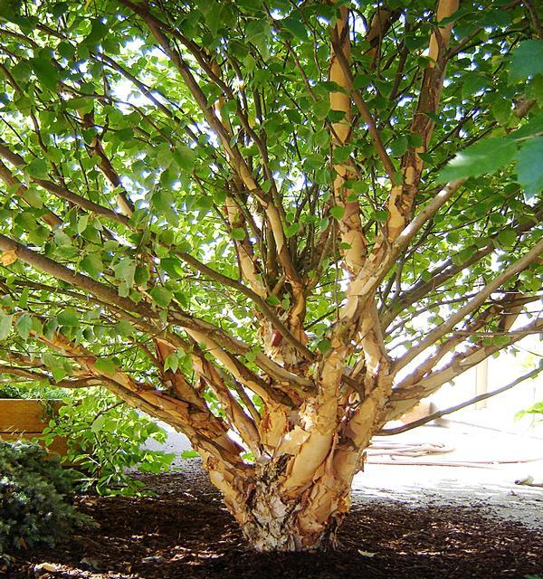 Betula nigra Fox Valley™ Little King