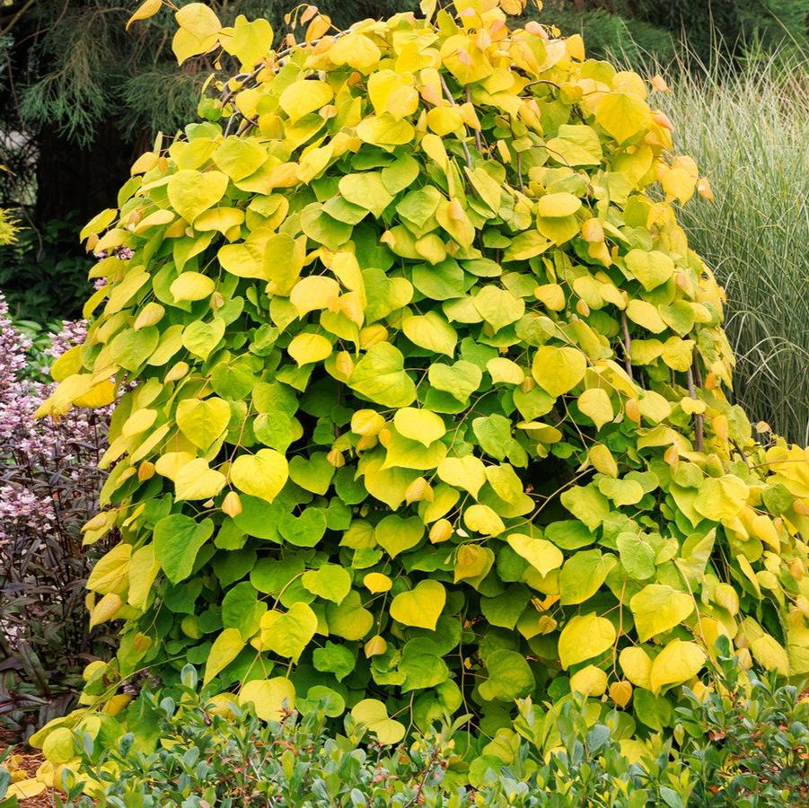Cercis canadensis Golden Falls 60