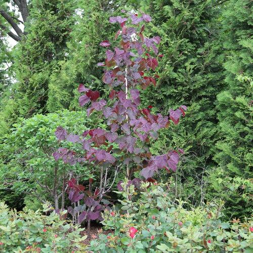 Cercis canadensis Midnight Express 48