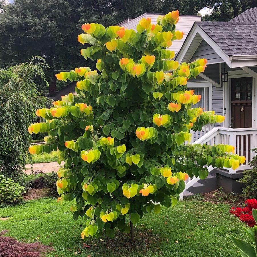 Cercis canadensis Rising Sun
