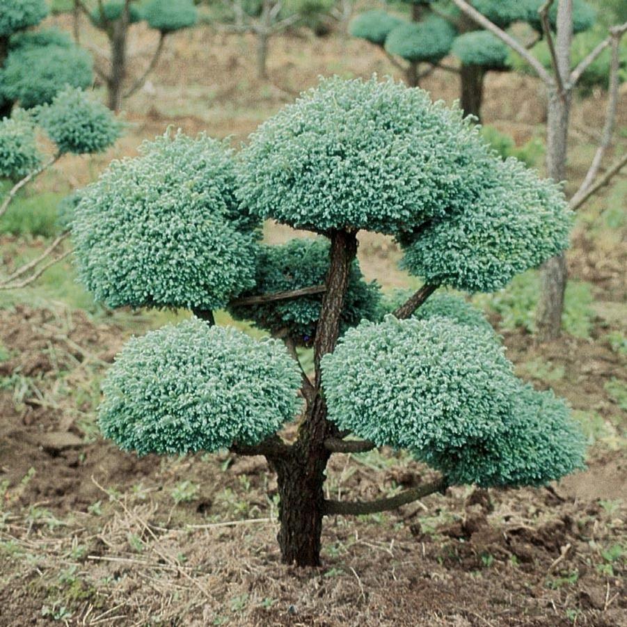 Chamaecyparis pisifera Boulevard (Pom-Pom)