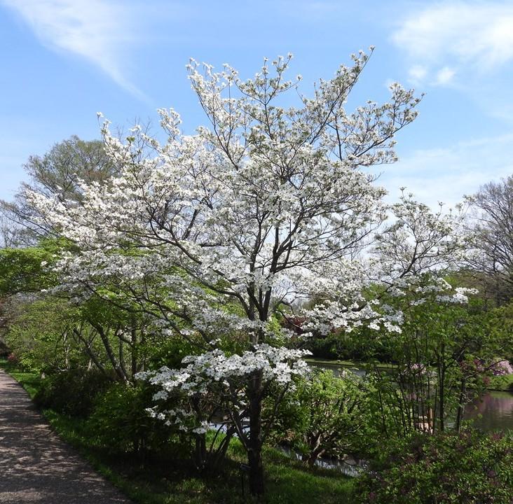 Cornus florida Cherokee Princess (Tree Form)