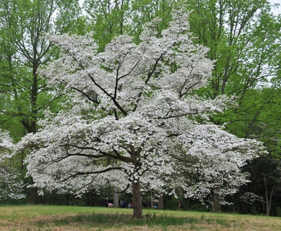 Cornus florida Cloud Nine