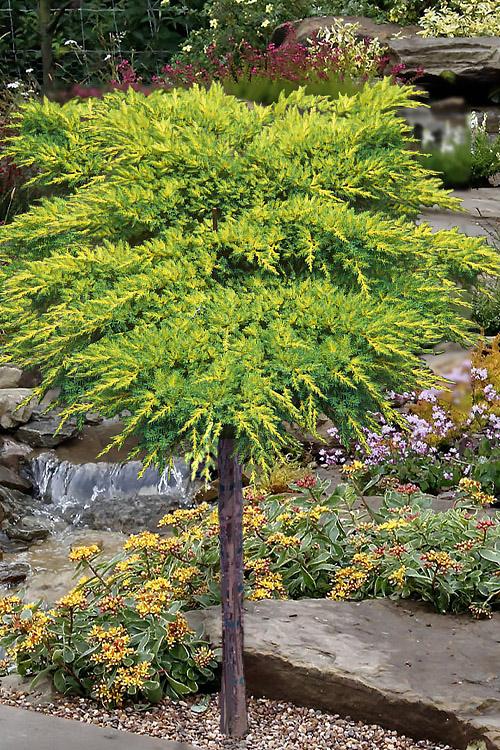 Juniperus chinensis Daub's Frosted (Tree Form)