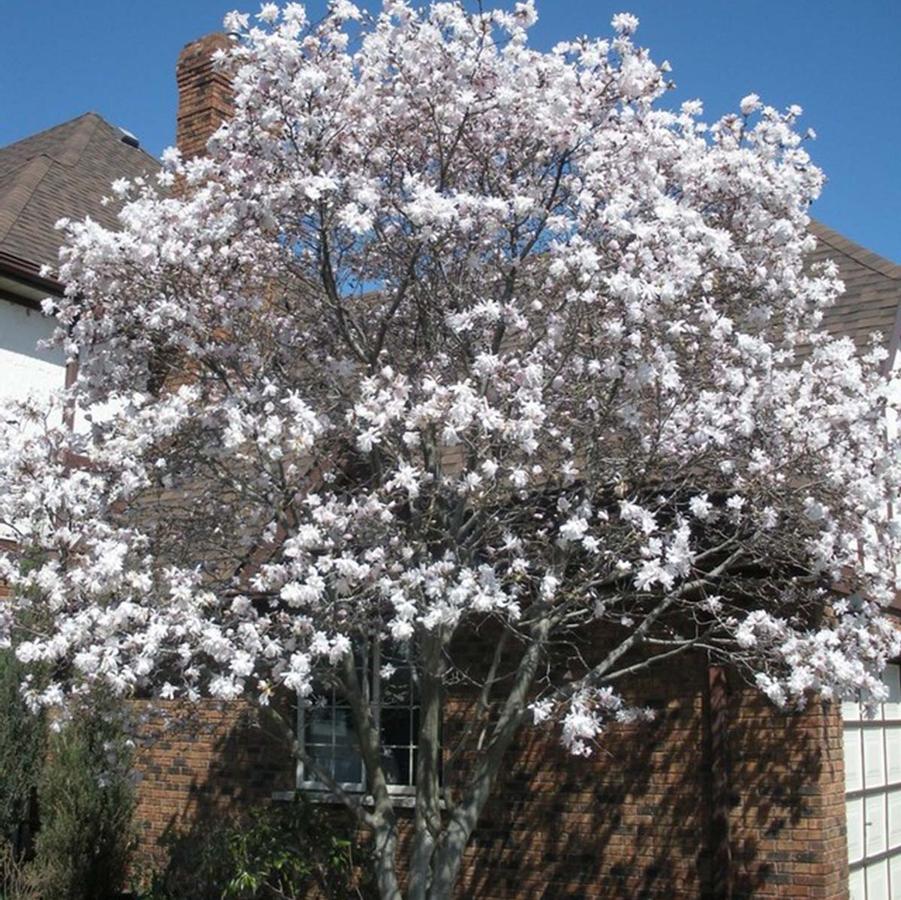 Magnolia stellata Royal Star 36