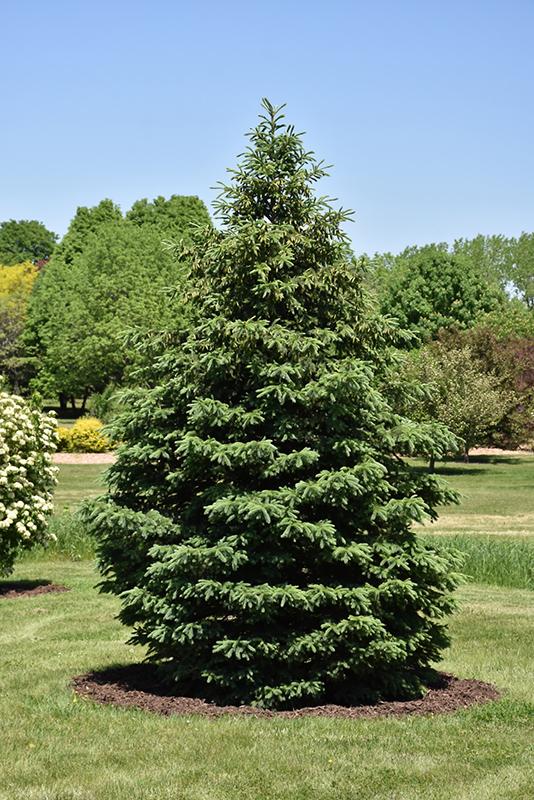 Picea glauca Densata Black Hills