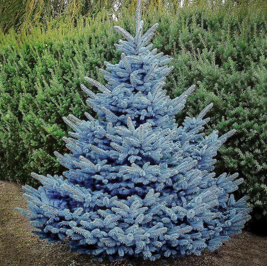 Picea pungens Baby Blue (3-4')