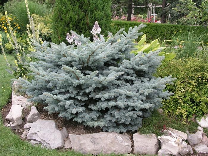 Picea pungens Glauca Globosa (Tree Form)