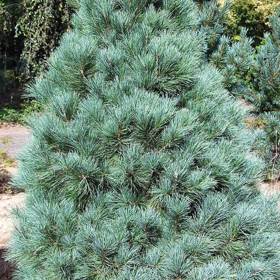 Pinus strobus Domingo