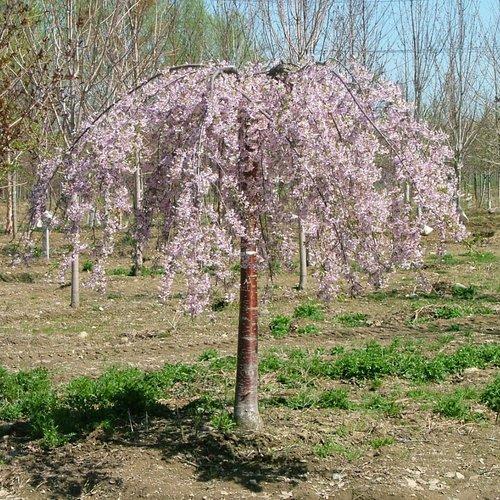 Prunus x Pisnshzam 4' (Tree Form)
