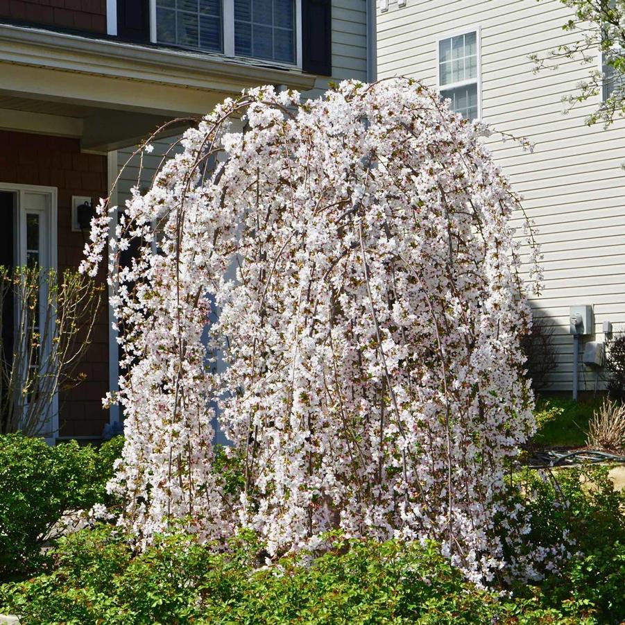 Prunus x Snowfozam 5' (Tree Form)