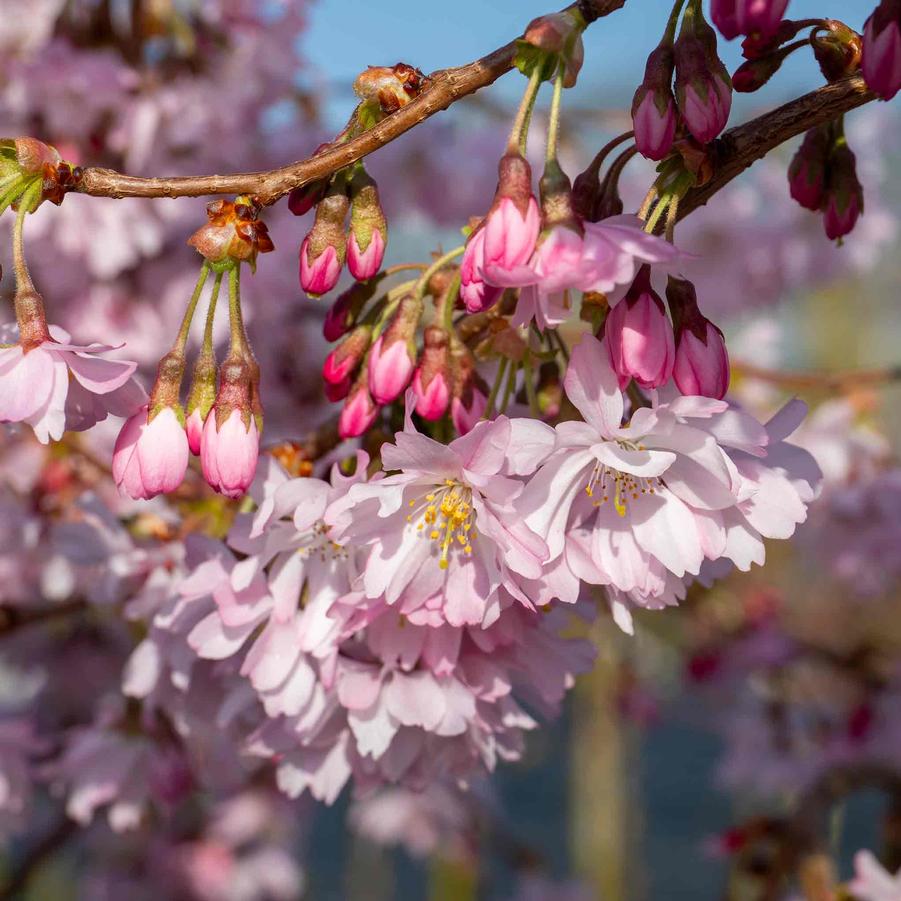 Prunus subhirtella Autumnalis