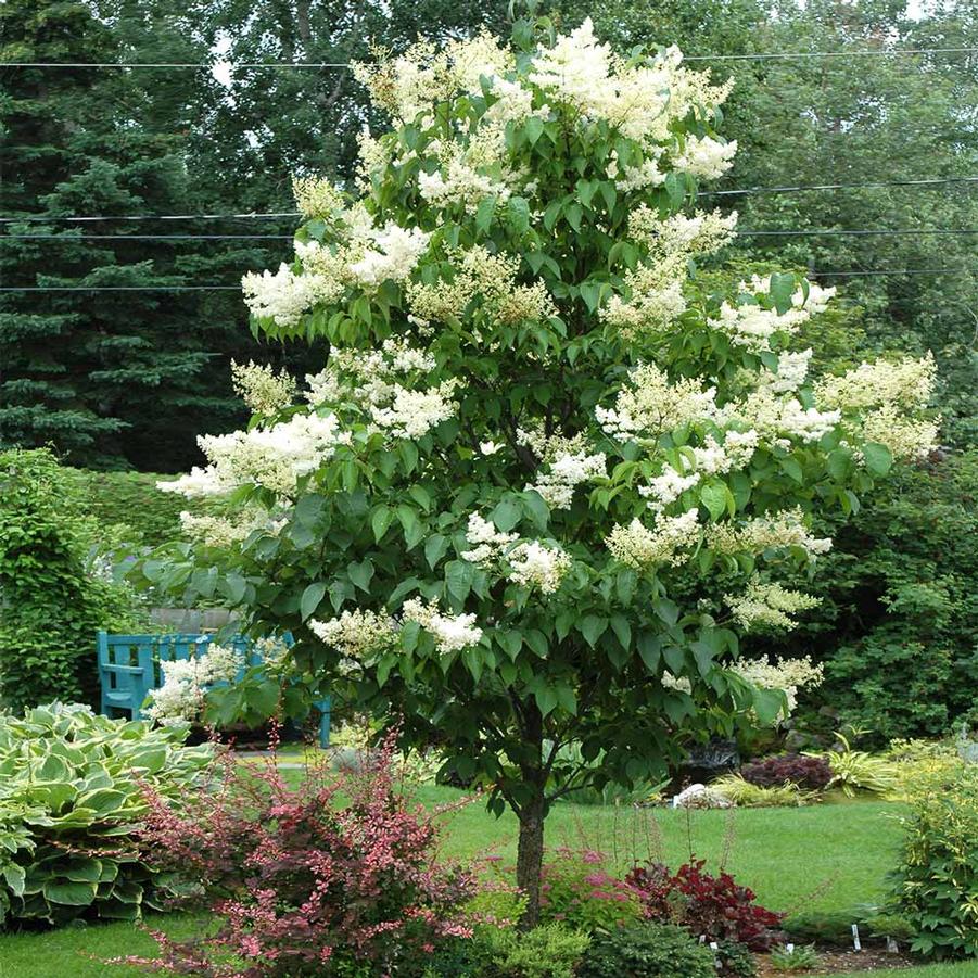 Syringa reticulata Ivory Silk (Tree Form)