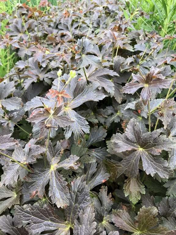 Geranium maculatum Huggy Bear PP36258