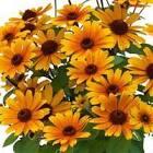 Heliopsis helianthoides Bacio Del Sole