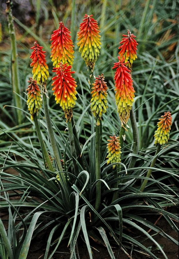 Kniphofia hirsuta Fire Dance