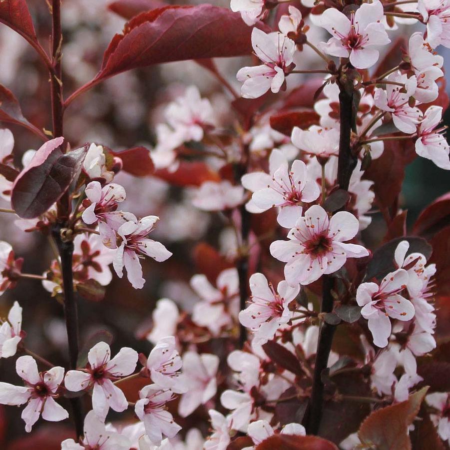 Prunus x cistena 