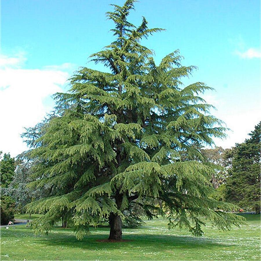 Cedrus deodara 