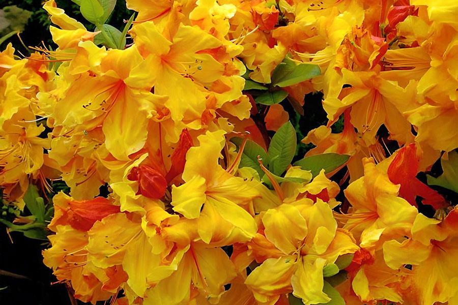 Azalea x Golden Lights