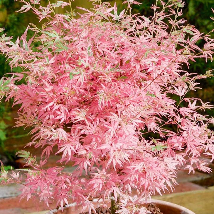 Acer palmatum Taylor