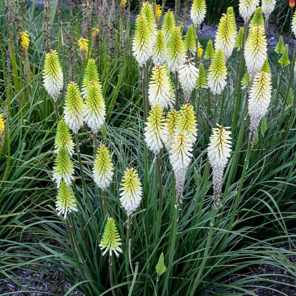 Kniphofia Lady Luck