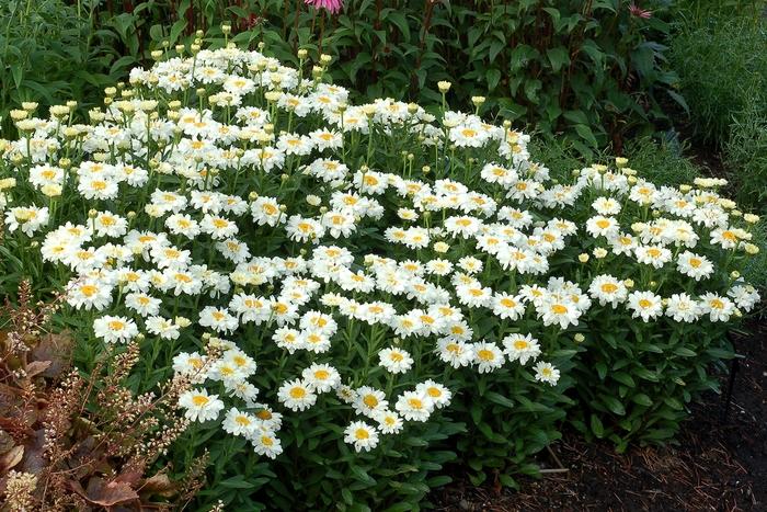 Leucanthemum x superbum Adorable