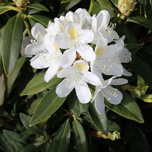 Rhododendron catawbiense Chionoides