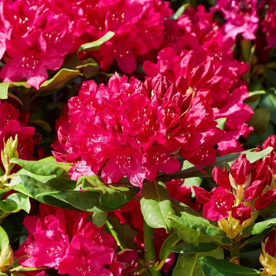 Rhododendron catawbiense Nova Zembla