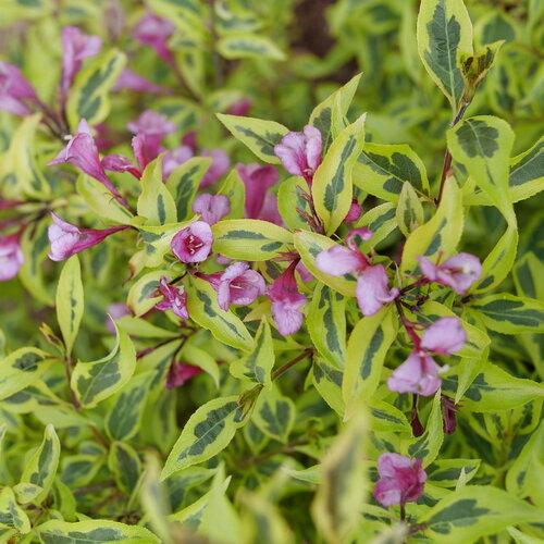 Weigela florida Bubbly Wine® PP35328