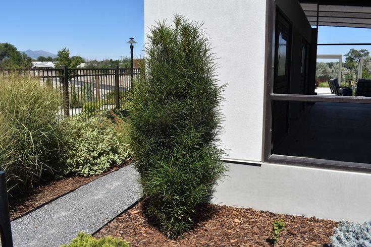 Rhamnus frangula Fine Line® PP32503