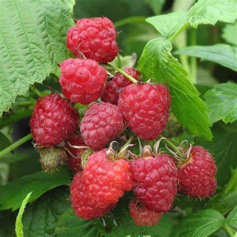 Rubus idaeus Heritage