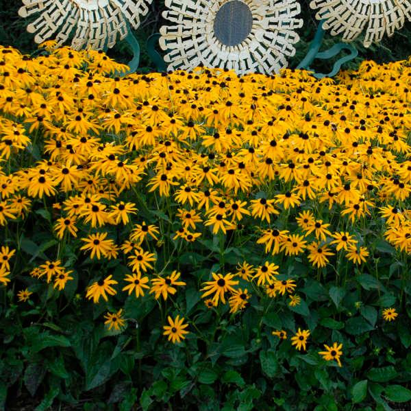 Rudbeckia fulgida var. sull. Goldsturm