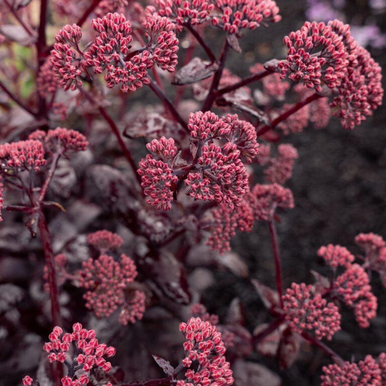 Sedum Puff Pastry™ Raspberry PP37145