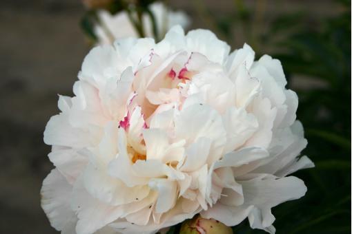 Paeonia lacttiflora Madame Jules Dessert