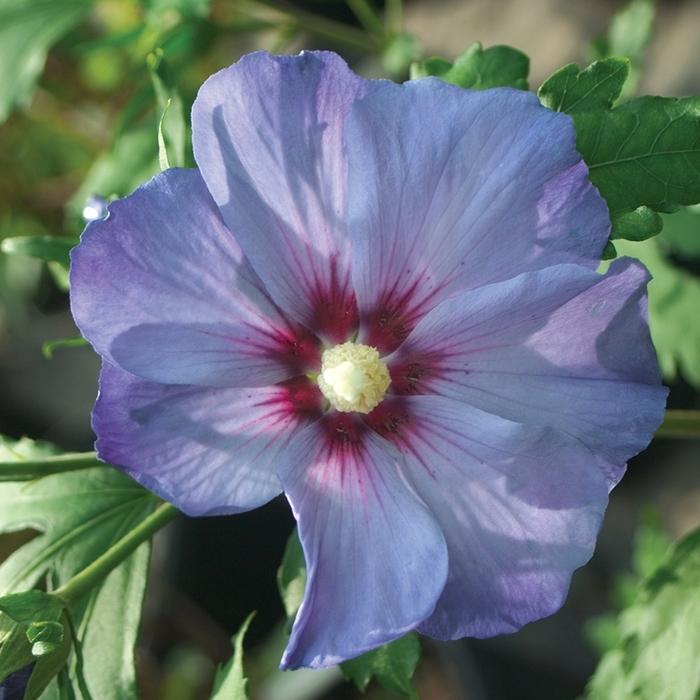 Hibiscus syriacus Azurri Blue Satin® PP20563 (Tree Form)