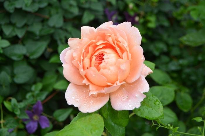 Rosa David Austin Carding Mill™