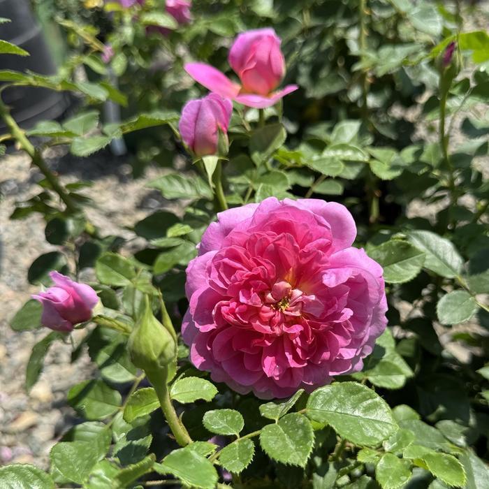Rosa David Austin Princess Anne PP23099