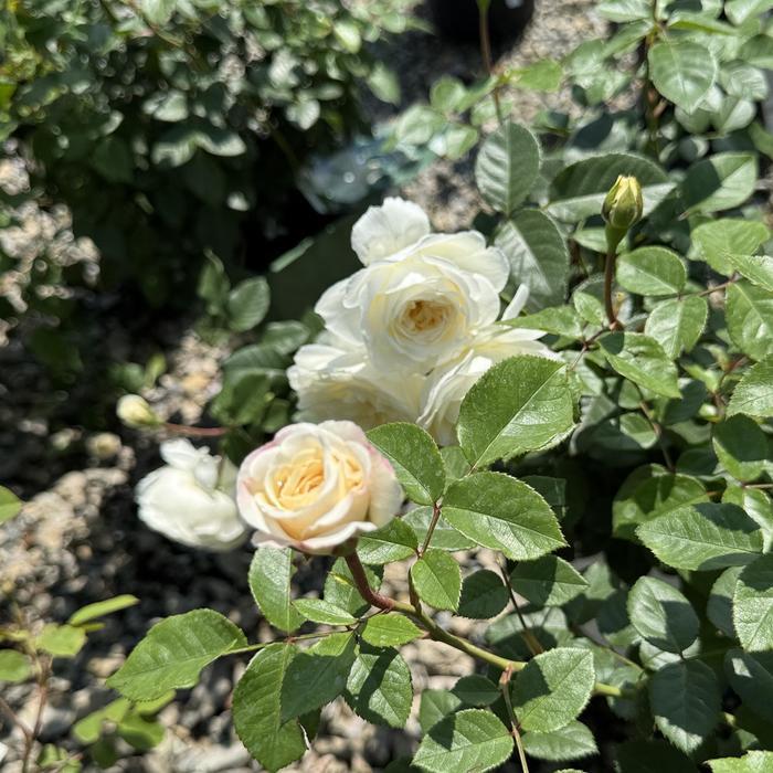 Rosa David Austin Tranquillity PP25063