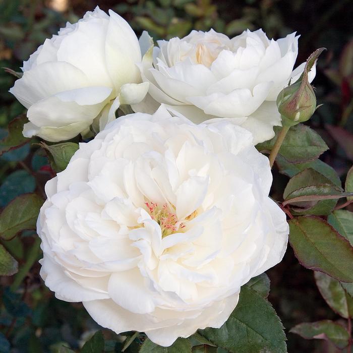 Rosa Floribunda Bolero™