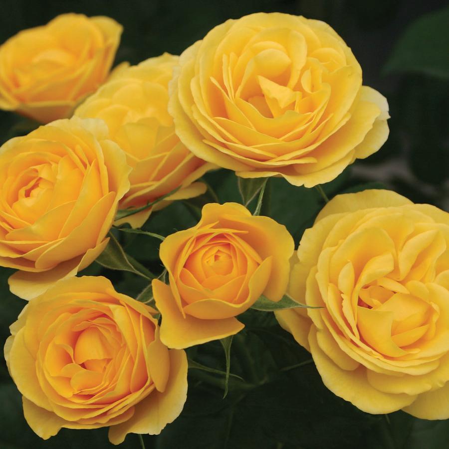 Rosa Floribunda Sunbeam™ Veranda® PP23314