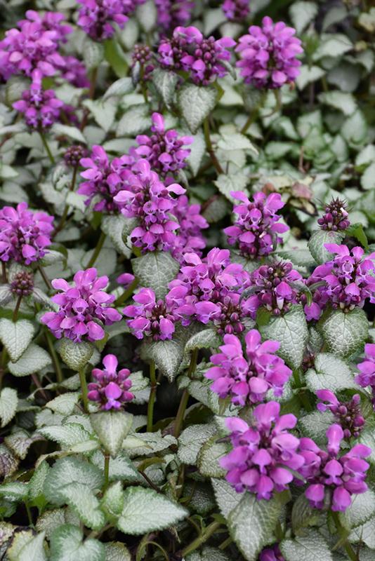 Lamium maculatum Purple Dragon
