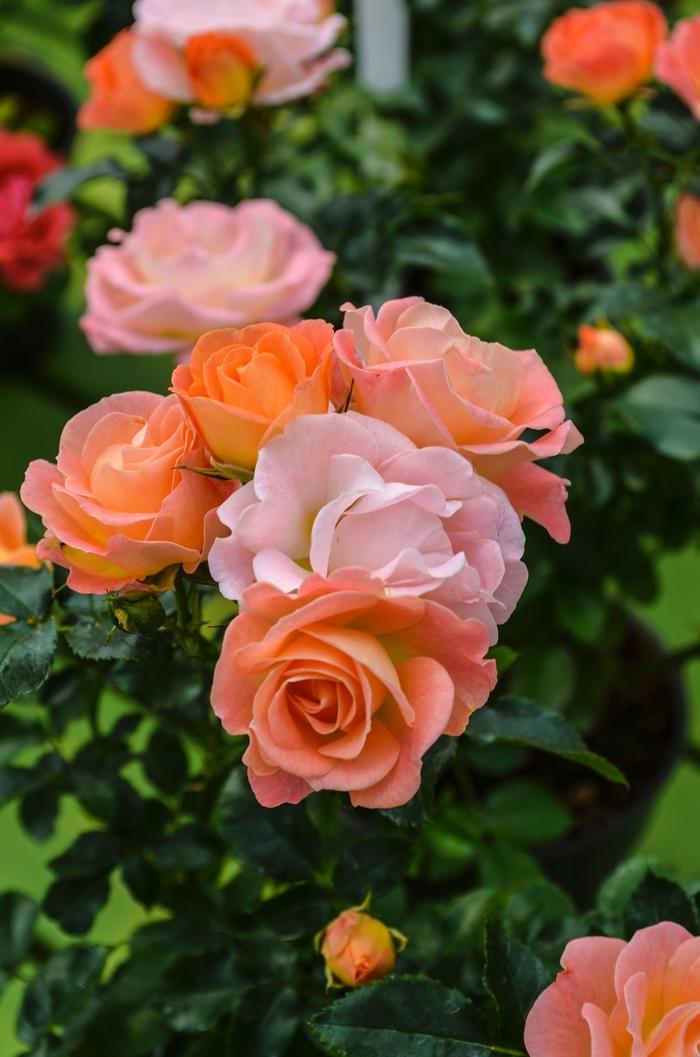 Rosa Groundcover Peach Drift® PP18542