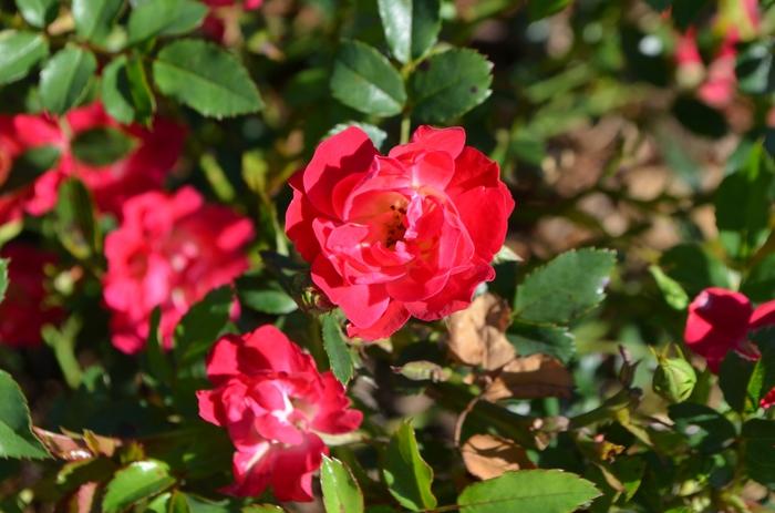 Rosa Groundcover Red Drift PP17877